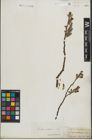Foto von Salix lapponum L. x Salix silesiaca Willd.